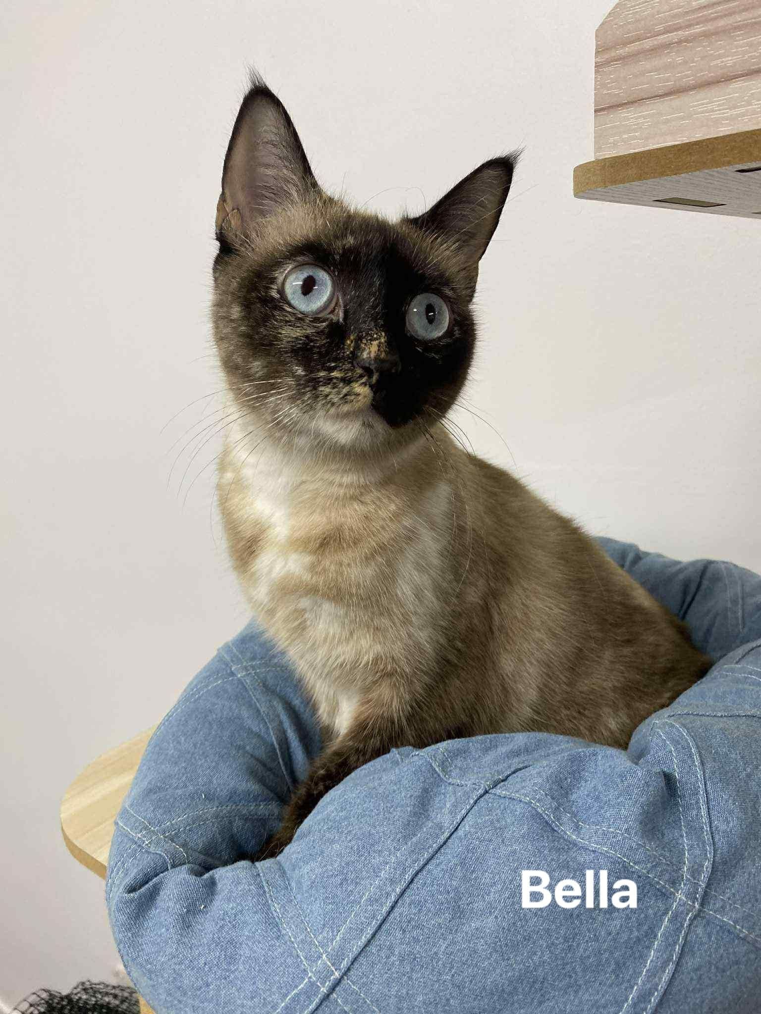 Bella Bella